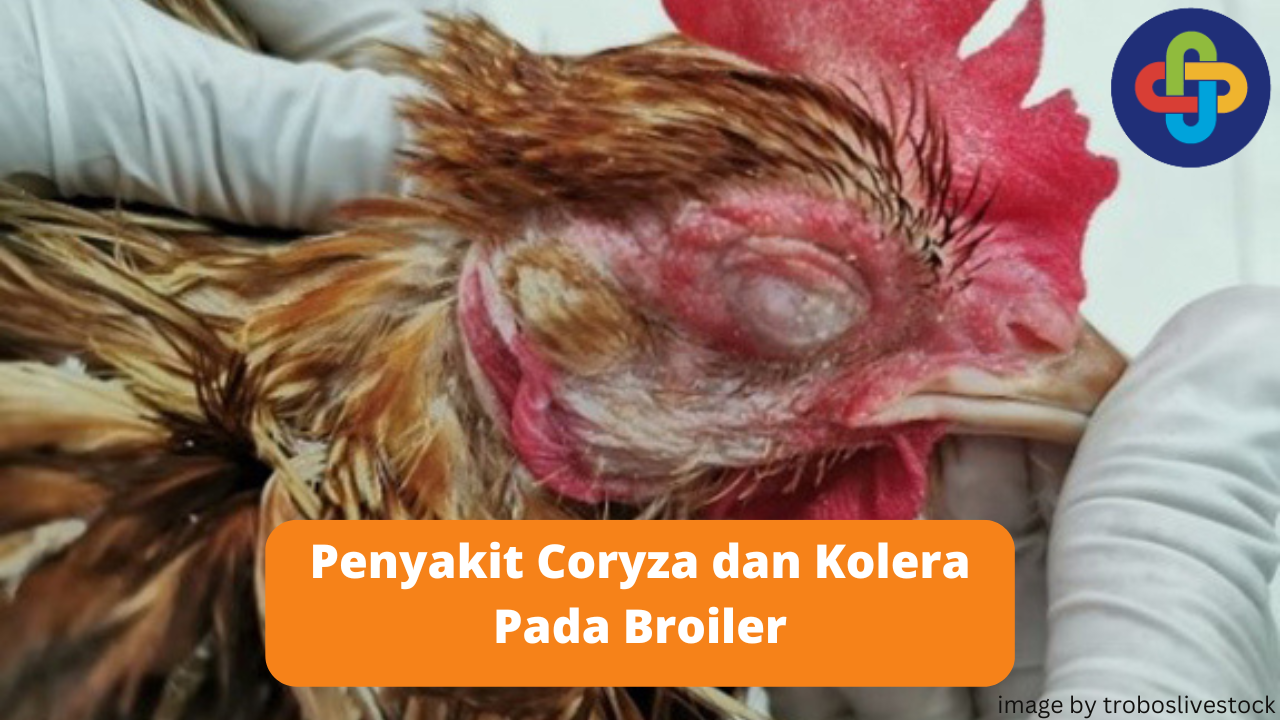 Mengenal Coryza dan Kolera Pada Broiler